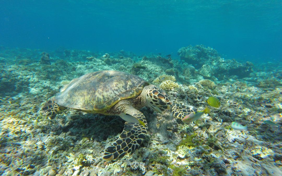 skildpadde paa havbunden