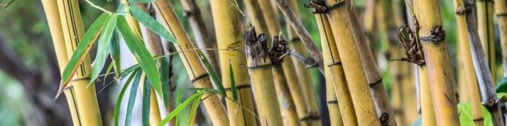 bamboo tree Bambus til kosmetikemballage